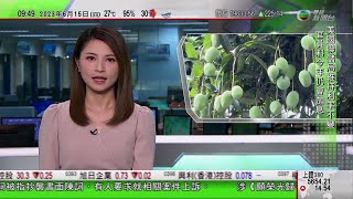 0900 無綫早晨新聞｜廣州街道旁芒果漸成熟 當地政府籲市民勿採摘樹上果實｜南沙舉行大灣區十大傑出港生評選｜雲南合唱團以美聲唱法演唱名曲及民歌 獲譽深山巴洛克｜2023年6月15日 TVB News