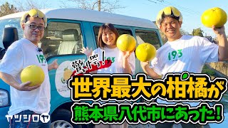 【ヤツシロヤ】バッファロー吾郎A さん驚愕！世界最大の柑橘が熊本県八代市にあった！