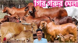 সুমন ভাইয়ের মাথা নষ্ট করা ৫টি পাকিস্তানি দুধের গির গাভী ! ১৬-২২ লিটারের মধ্যে বাচ্চাসহ দুধের গাভী