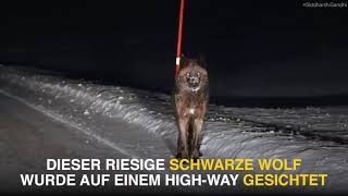 Gigantischer Wolf im National Park gesichtet   Seine Größe ist beeindruckend!1