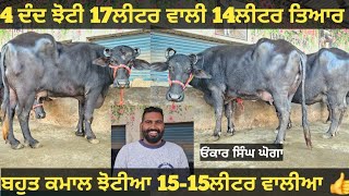 15-18ਲੀਟਰ ਵਾਲੀਆ 5 ਝੋਟੀਆ ਵੀਕਾਓ। Buffalo for sale/vadiya farm/13-1-25