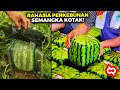 Simple Tapi Gak Kepikiran? Ternyata Begini Proses Petani Cerdas Semangka Kotak Seharga Puluhan Juta