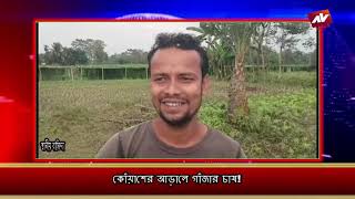 JALPAIGURI AV NEWS 12 01 2025