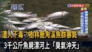 遭下毒？樹林鹿角溪大量魚屍漂河上\