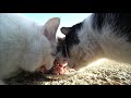 子猫たちが暴風の中ですさまじい勢いでカルカン kalkan を食べる 野良猫 感動猫動画 asmr