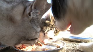 子猫たちが暴風の中ですさまじい勢いでカルカン(kalkan)を食べる 野良猫 感動猫動画 ASMR