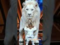 amazing agt fusion baby girl with lion