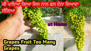 ਇਹ ਤਰੀਕੇ ਨਾਲ ਫਲ ਹੀ ਫਲ ਹੋਇਆ || How Use To Many Many Grow Fruits