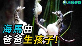 海馬遵循「一夫一妻制」,由「公海馬生孩子」 !