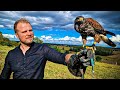 Course poursuite spectaculaire VS pigeons - REPORTAGE FAUCONNERIE