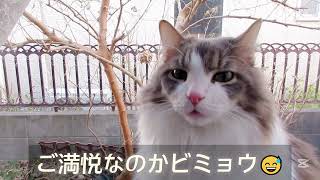 目指せモモ20歳～TEMU購入吸盤式猫用ハンモックのミルク流使い方＃猫用ハンモック＃ガラス窓用ハンモック＃TEMU