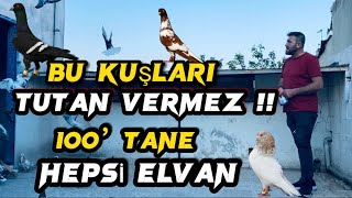 “BU KUŞLARI TUTAN VERMEZ”KAHVECİ ADNANIN GÜVERCİNLERİ - 100 TANE HEPSİ ELVAN!!