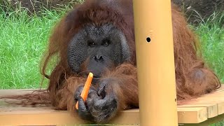 36. The snack time that Queue is looking forward to. With BGM [Tama Zoo No40-4] Orangutan 293