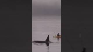 Fisherman gets surprised by orcas #OrcaCamp #greywolfexpeditions #killerwhales #randomencounters