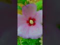 hibiscus flower செம்பருத்திப் பூ jai thanu venkat uma vlogs video shorts