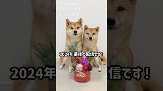 豆柴姉妹から2024年最後の配信です！　#Shorts #shortvideo