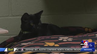 Trap, neuter and return program is trying to help curb feral cat population