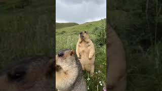 Marmot Dağ sıçanı (Marmota bobak)