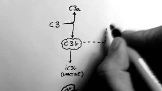 Complement 1 - Overview