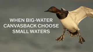 When Big-Water Canvasbacks Choose Small Waters