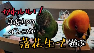 ふたりのかわいい～時間！楽しい落花生シーン