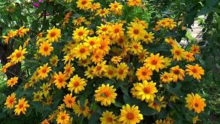 Mexican sunflower  / Heliopsis scabra Summer Sun Heliopsis, False Sunflower