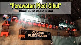 Perawatan Pleci Ciak Bulu