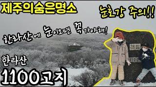 [제주의숨은명소] 한라산1100고지 / 한라산에 눈이오면 꼭 가야해! /눈호강 주의!