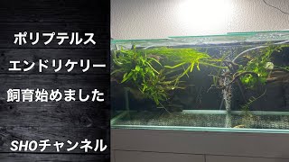 ポリプテルス　エンドリケリー飼育始めました