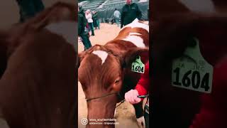 Cattle Show [kids showing cattle]