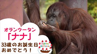 【福岡市動物園】オランウータン「ナナ」33歳のお誕生日おめでとう！