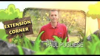 Extension Corner with Paul Pugliese: Bacterial Tree Condition