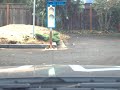 Using YOLO v3 to detect traffic light in Udacity test driving lot.
