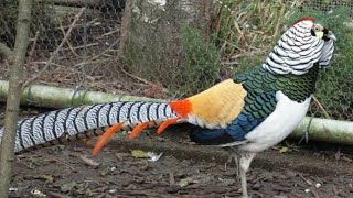 Lady Amherst's pheasant Breed 2022