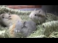 うさぎ（ネザー）の赤ちゃん生後17日目　bunny s baby 17 day from birth