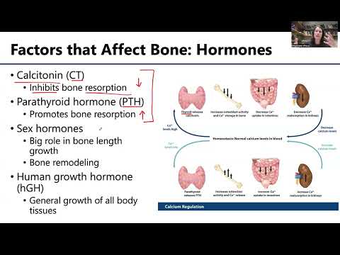Does Reproductive Hormone Status Affect Bone Health