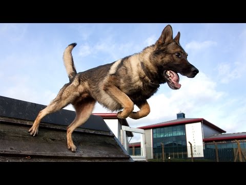 UK's Best Police Dog UK's Best Police Dog