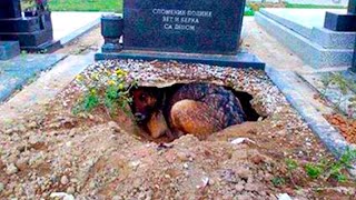 Woman Follows Dog When It Runs Away and Finds Him with Little Orphan Boy near a Grave