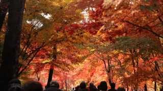 紅葉の武蔵野 平林寺 Autumn Leaves in Heirinji Zen Temple 2014