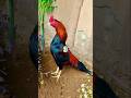 Top 10 Aseel murga #parrotbeakaseelmurgaladai #aseelmurga #aseel #indianparrotbeaklongtailaseel