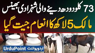 Zyada Doodh Dene Wali Buffaloes Ka Competition - 73 Litter Milk - Owner Ne 5 Lakh Ka Inaam Jeet Liya