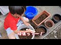 『ゼラニウム』挿し芽 挿し木 の植え替え