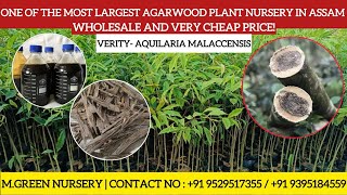 Agarwood plant and Agarwood nursery| Assam number one Agarwood plant nursery,Cheap price  #agarwood