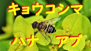 キョウコシマハナアブ