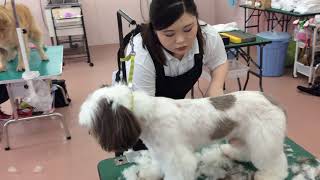 【ペット美容学科 グルーミング実習】動物専門学校 トリマー 動物看護師 アクアリウム 動物のお仕事