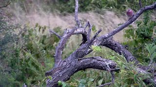 An African Rock Python at Rosie's Pan