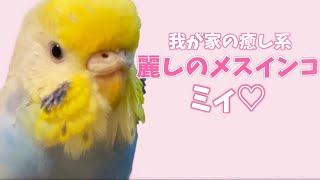 麗しのメスインコ♡ミィ♡我が家の癒し系おしゃべりできる女の子の魅力に迫ります♡