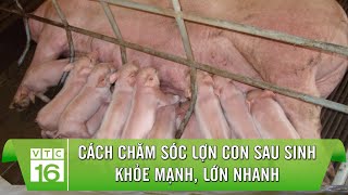 Cách chăm sóc lợn con sau sinh khỏe mạnh, lớn nhanh | VTC16