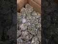 amazing pyrite stones book it on 8689990179