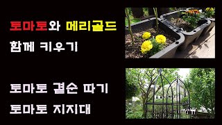 토마토와 같이 키우면 좋은 식물-메리골드/ 장미 지지대를 사용해 보세요//토마토 곁순 제거/supporting tomato with rose trellis